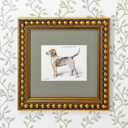 Framed Antique Dog Cigarette Card c. 1933, Harrier