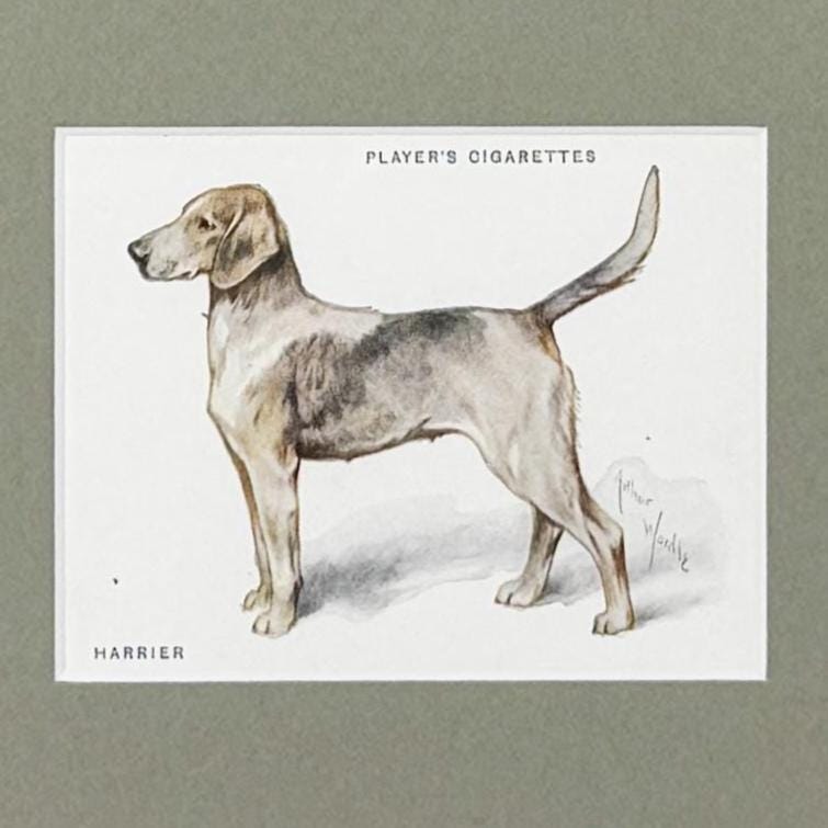 Framed Antique Dog Cigarette Card c. 1933, Harrier