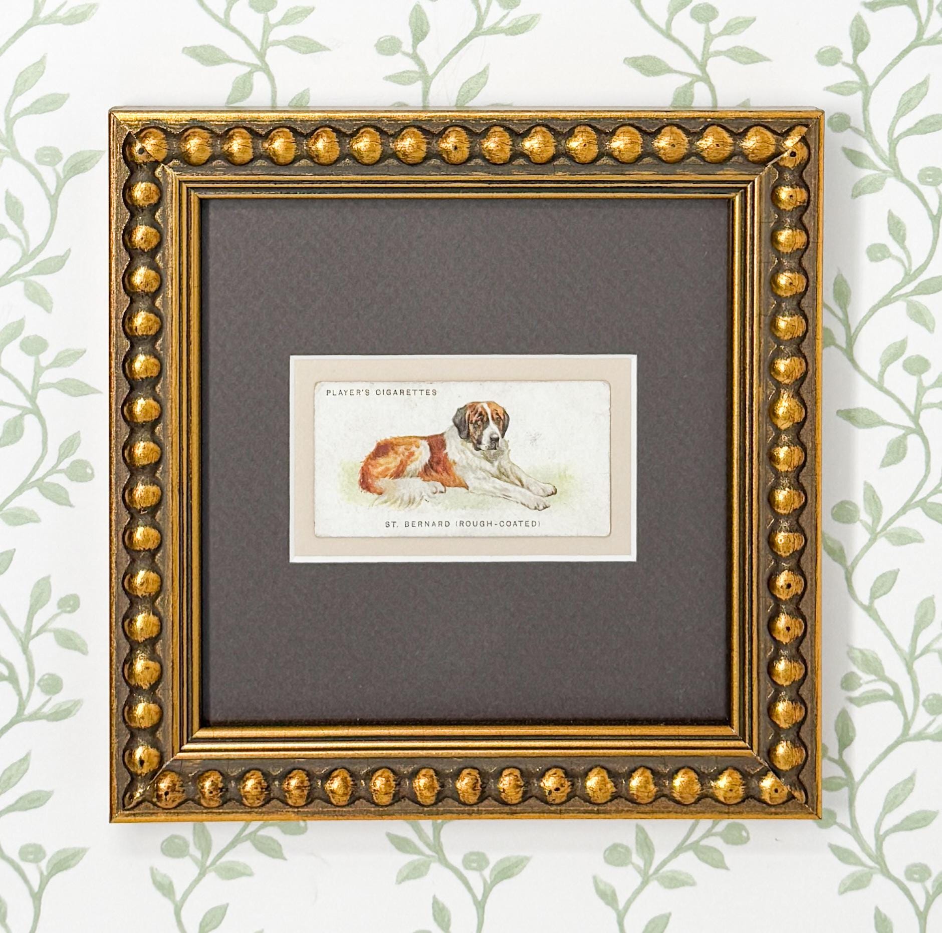 Framed Antique Dog Cigarette Card c. 1929, St. Bernard
