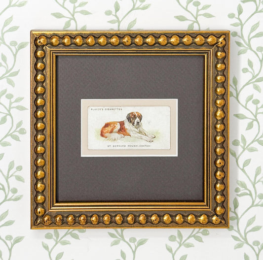 Framed Antique Dog Cigarette Card c. 1929, St. Bernard