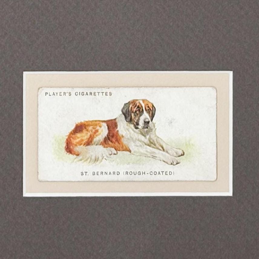Framed Antique Dog Cigarette Card c. 1929, St. Bernard