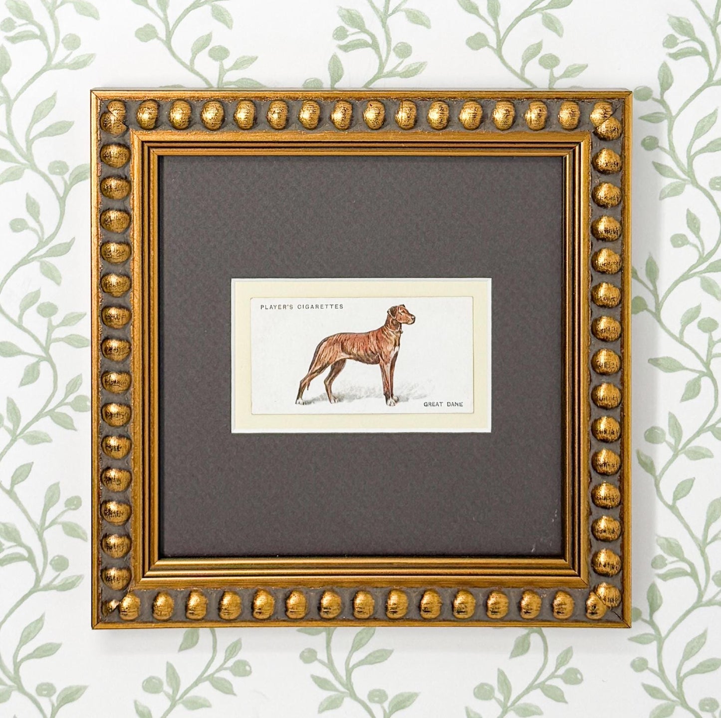 Framed Antique Dog Cigarette Card c. 1929, Great Dane