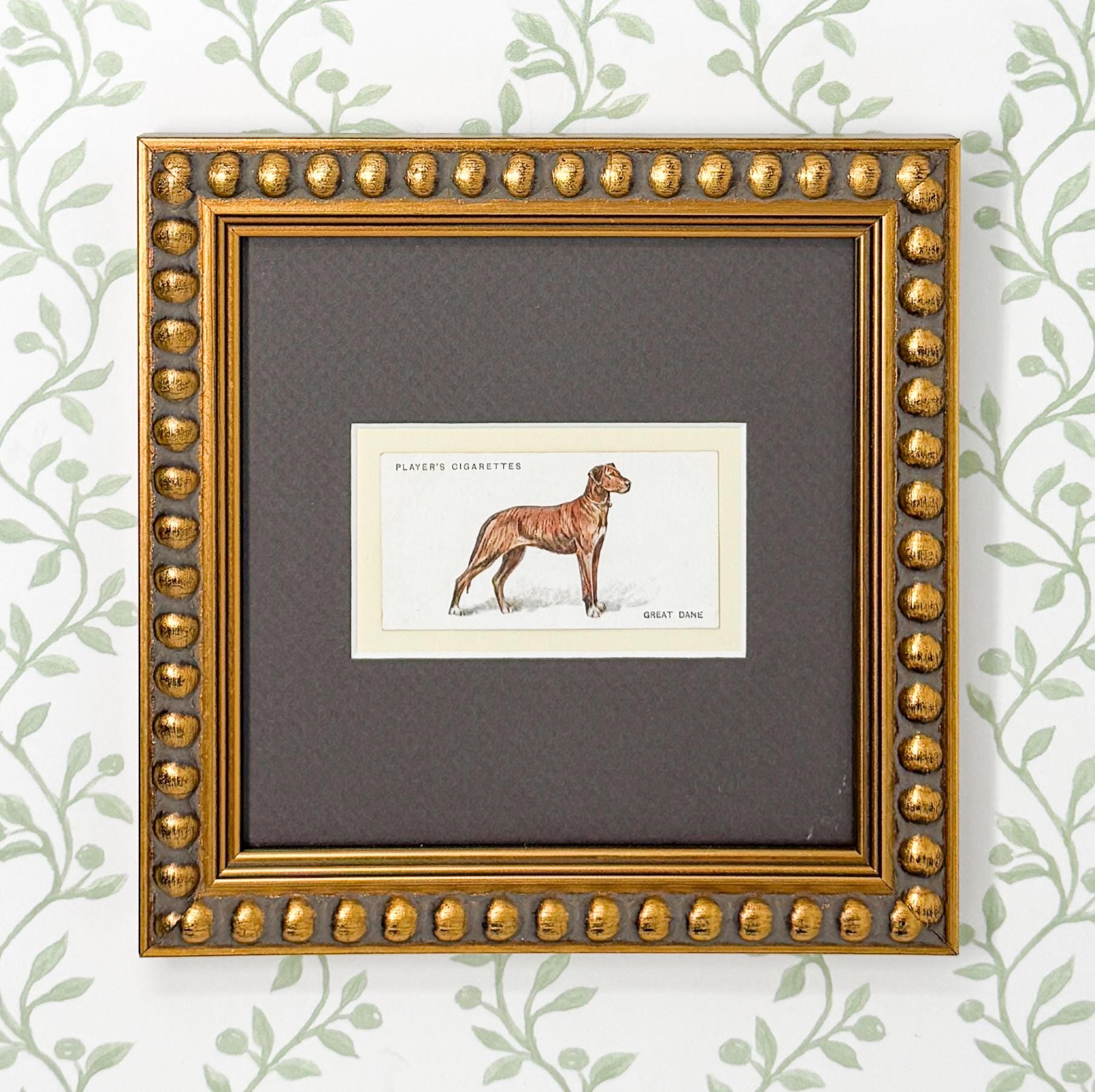 Framed Antique Dog Cigarette Card c. 1929, Great Dane