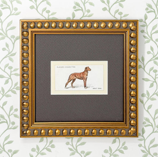 Framed Antique Dog Cigarette Card c. 1929, Great Dane