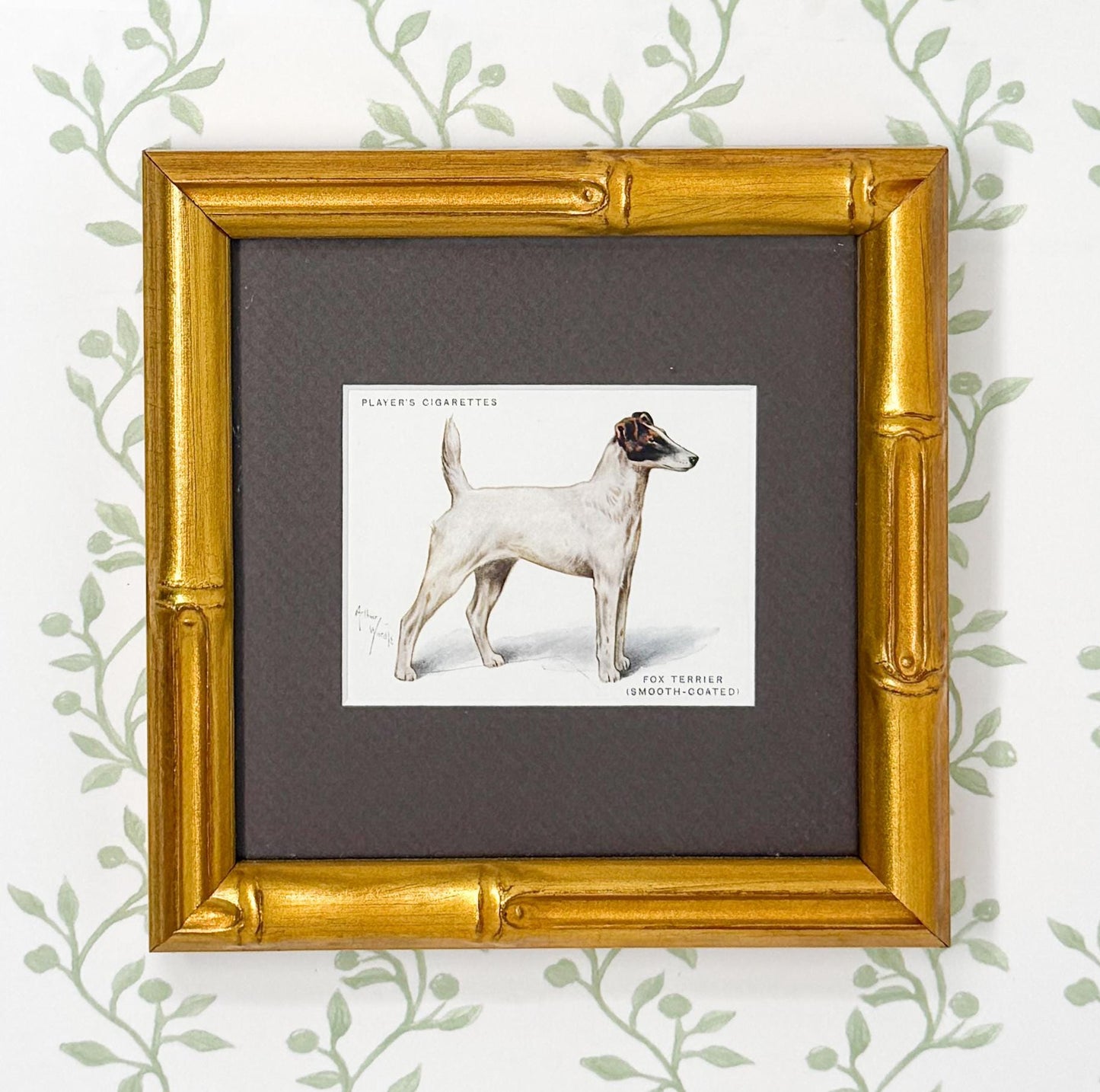 Framed Antique Dog Cigarette Card c. 1933, Fox Terrier (Smooth Coated)