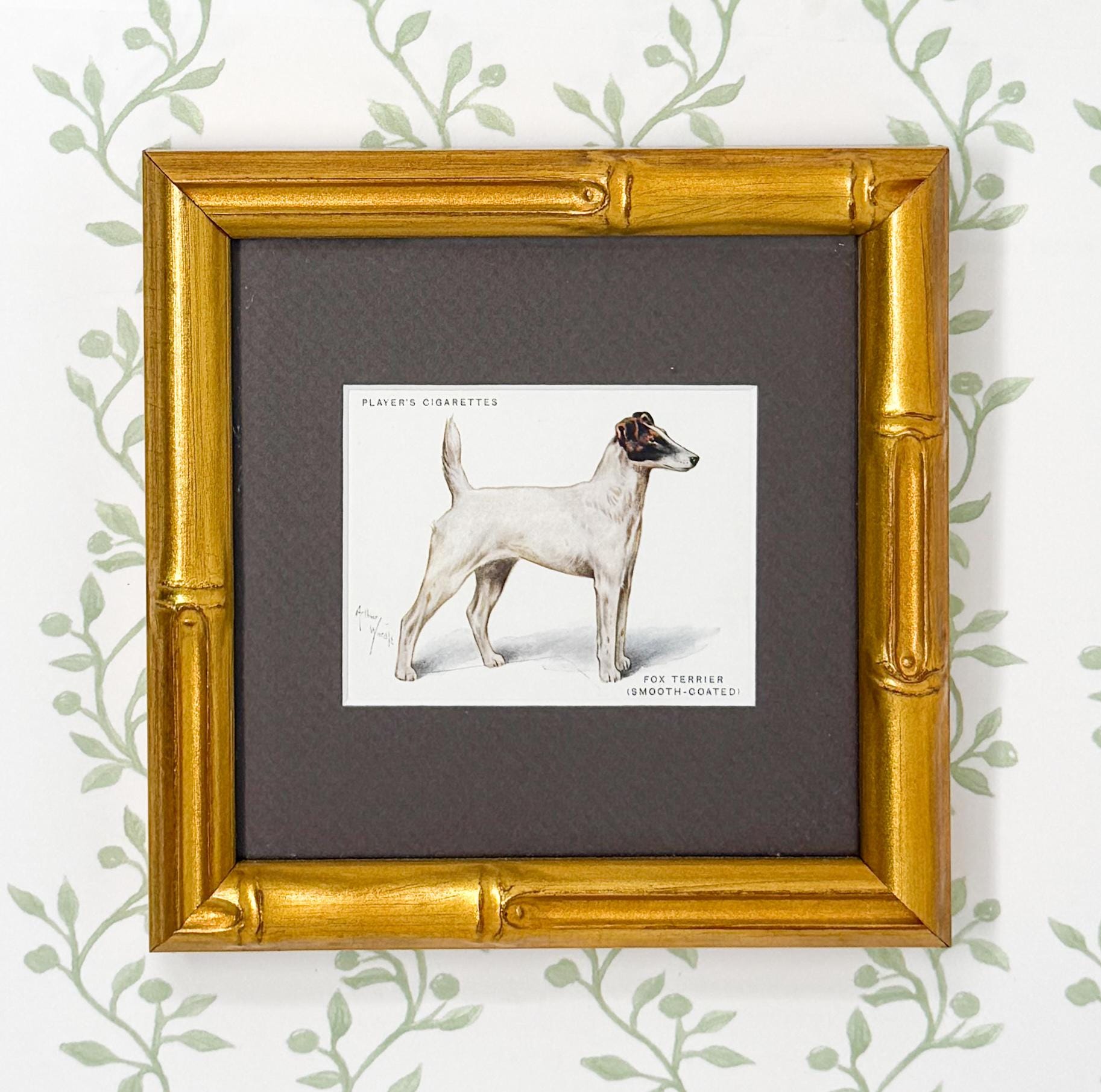 Framed Antique Dog Cigarette Card c. 1933, Fox Terrier (Smooth Coated)
