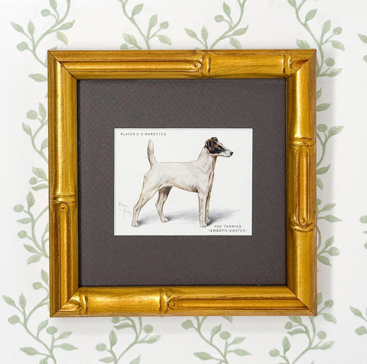 Framed Antique Dog Cigarette Card c. 1933, Fox Terrier (Smooth Coated)