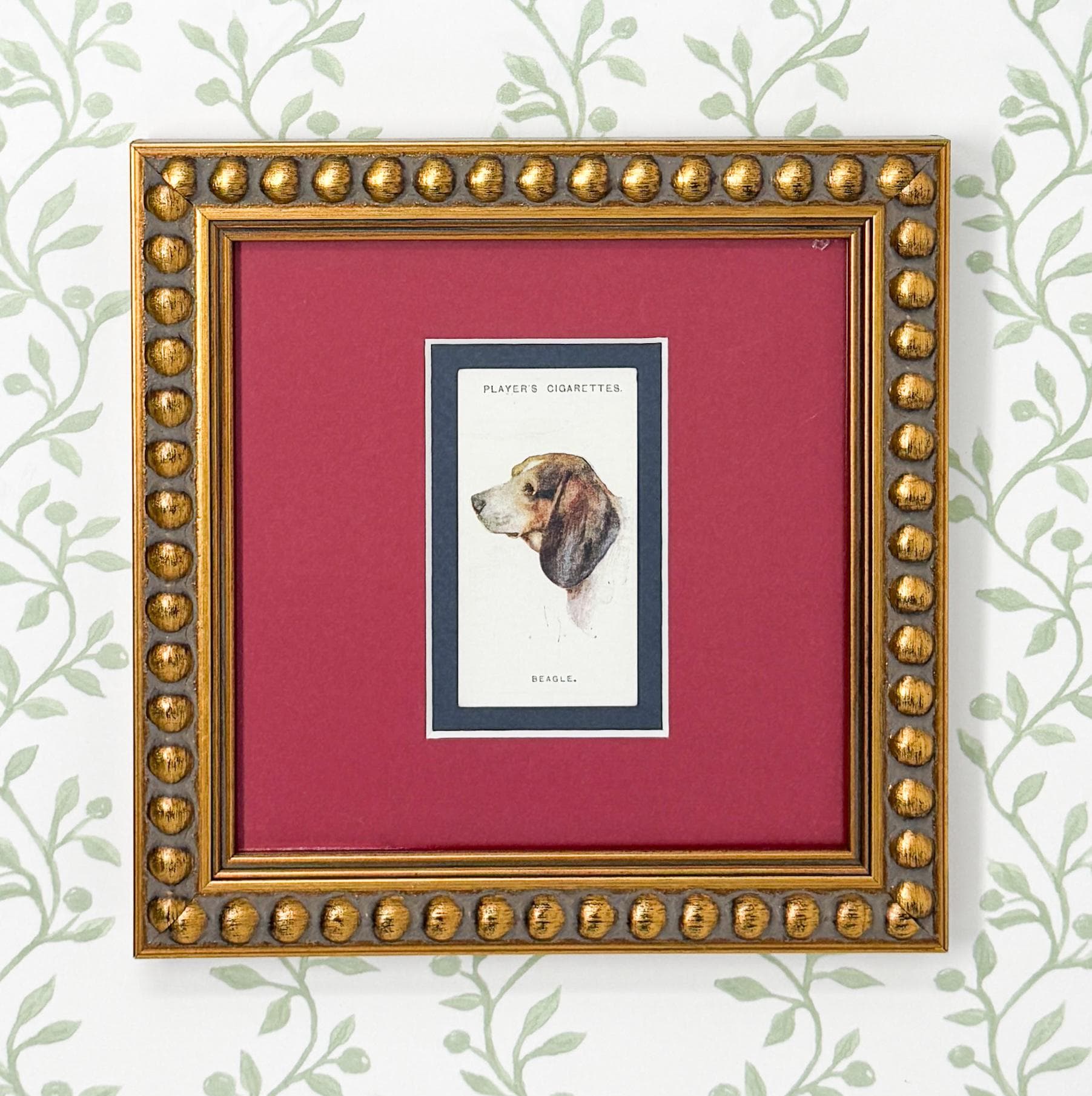 Framed Antique Dog Cigarette Card c. 1929, Beagle