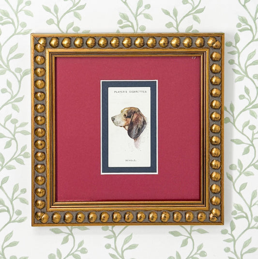 Framed Antique Dog Cigarette Card c. 1929, Beagle