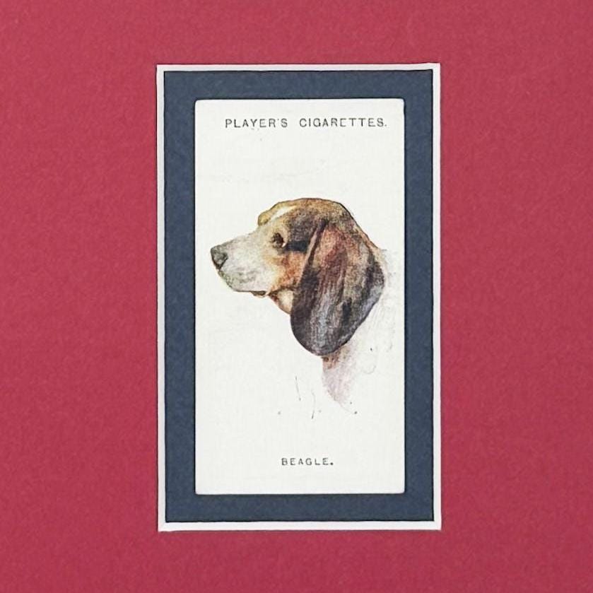 Framed Antique Dog Cigarette Card c. 1929, Beagle