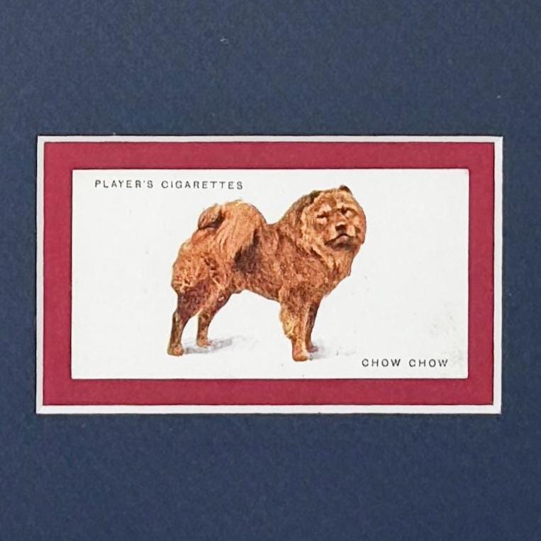 Framed Antique Dog Cigarette Card c. 1929, Chow Chow