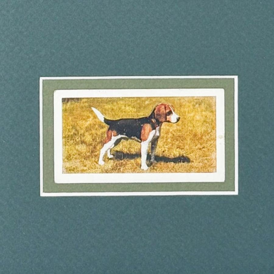 Framed Vintage Dog Cigarette Card, Beagle