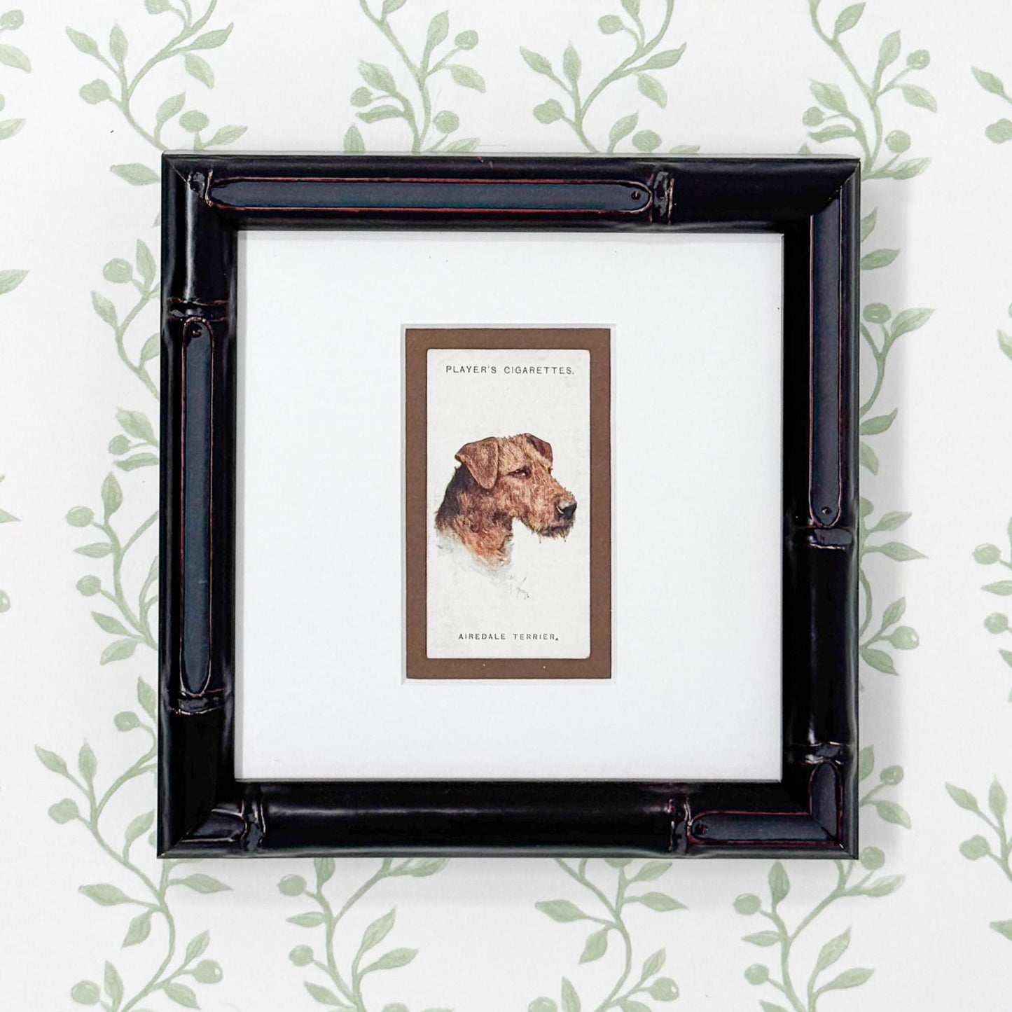 Framed Antique Dog Cigarette Card c. 1929, Airedale Terrier