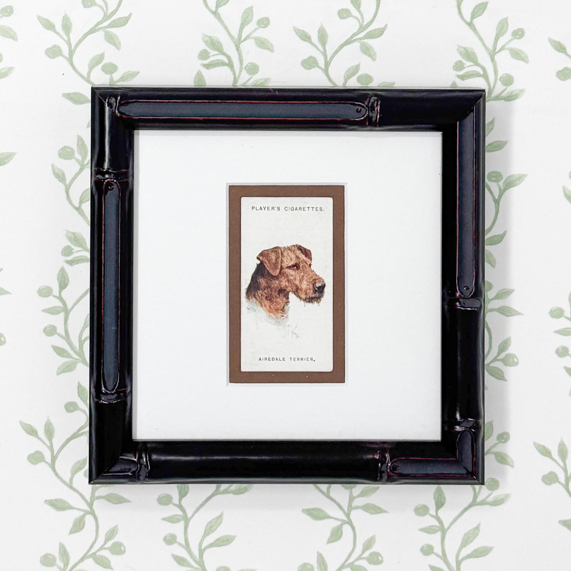 Framed Antique Dog Cigarette Card c. 1929, Airedale Terrier