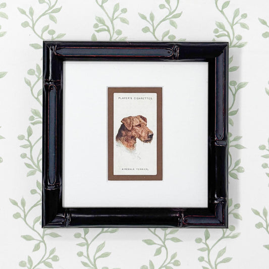Framed Antique Dog Cigarette Card c. 1929, Airedale Terrier