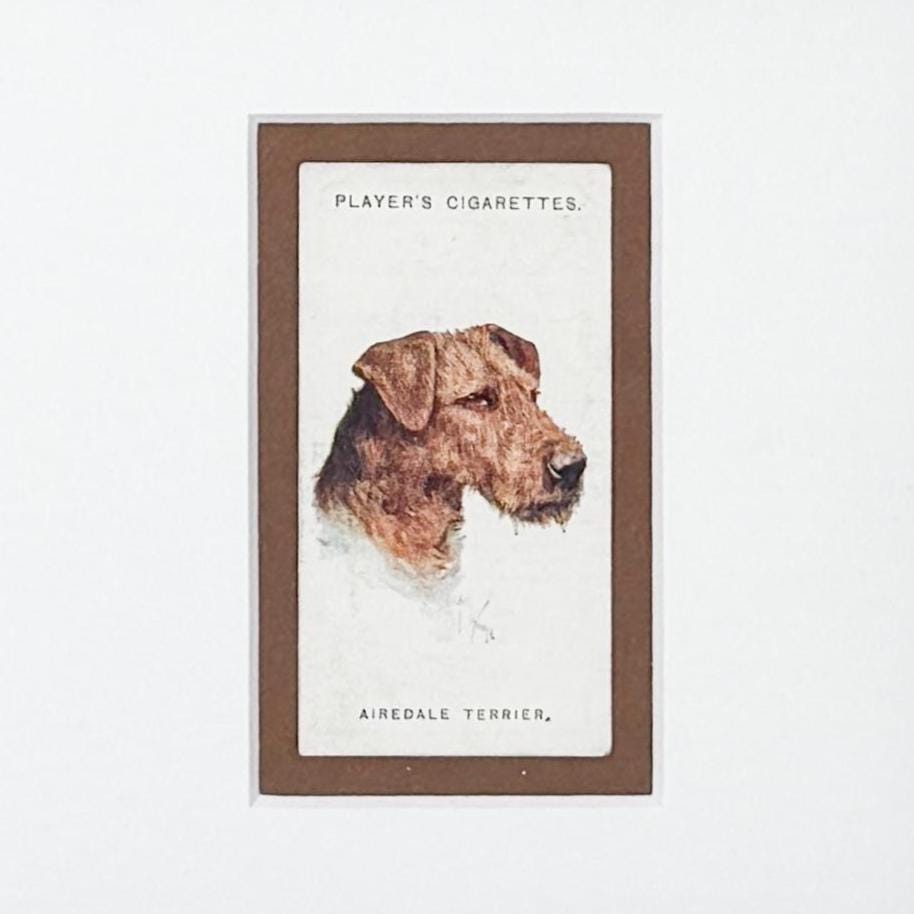 Framed Antique Dog Cigarette Card c. 1929, Airedale Terrier