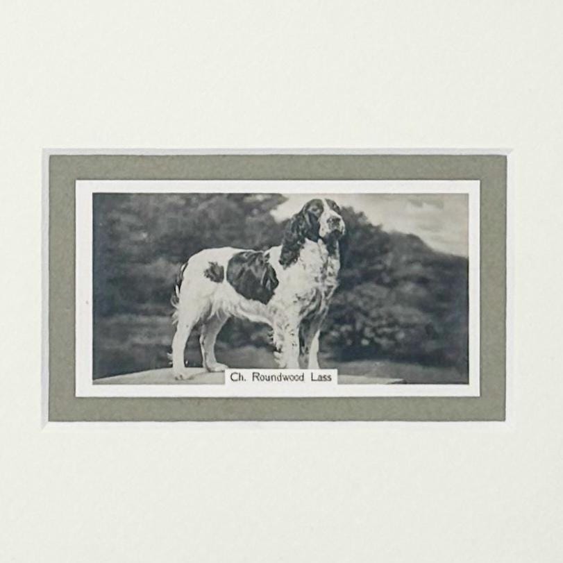 Framed Vintage Dog Cigarette Card c. 1938, English Springer Spaniel