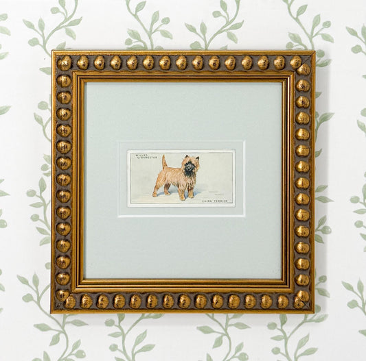 Framed Vintage Dog Cigarette Card c. 1937, Cairn Terrier