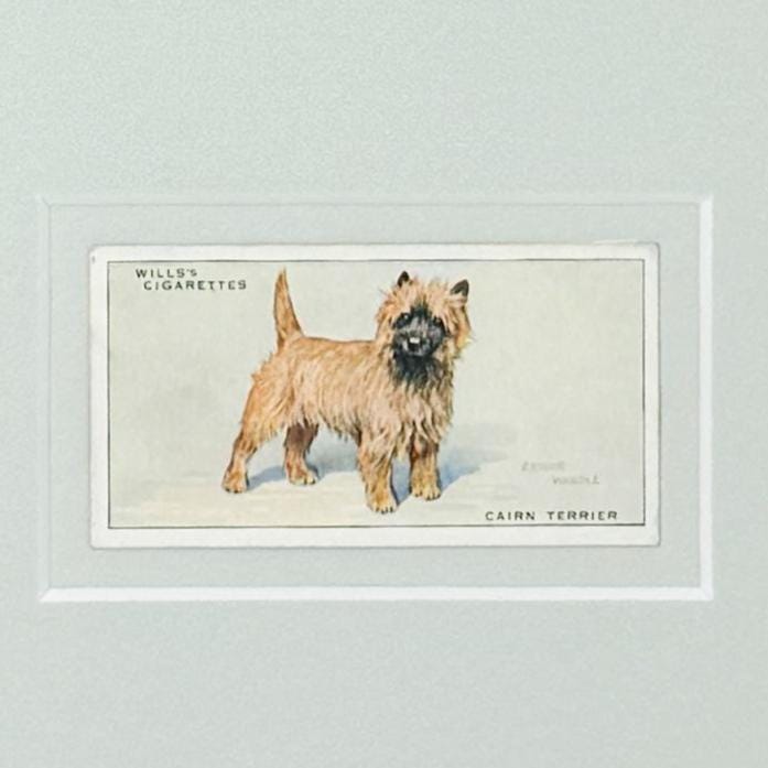 Framed Vintage Dog Cigarette Card c. 1937, Cairn Terrier