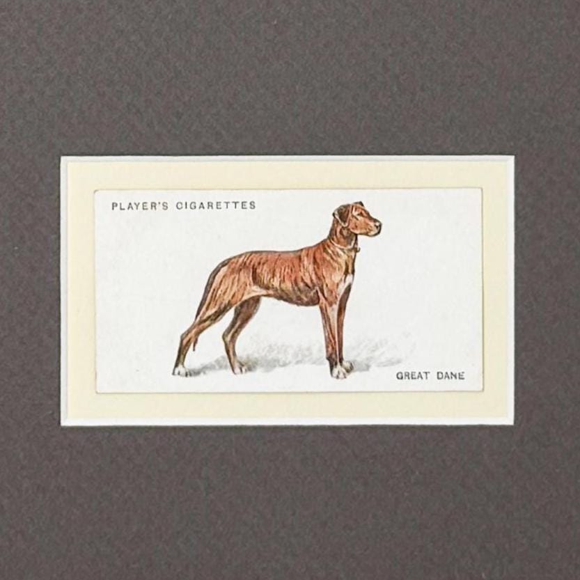 Framed Antique Dog Cigarette Card c. 1929, Great Dane