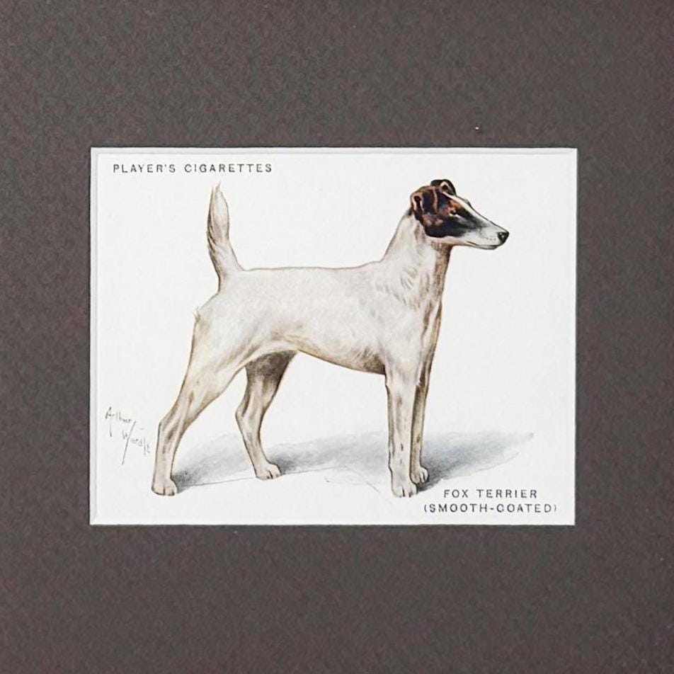 Framed Antique Dog Cigarette Card c. 1933, Fox Terrier (Smooth Coated)