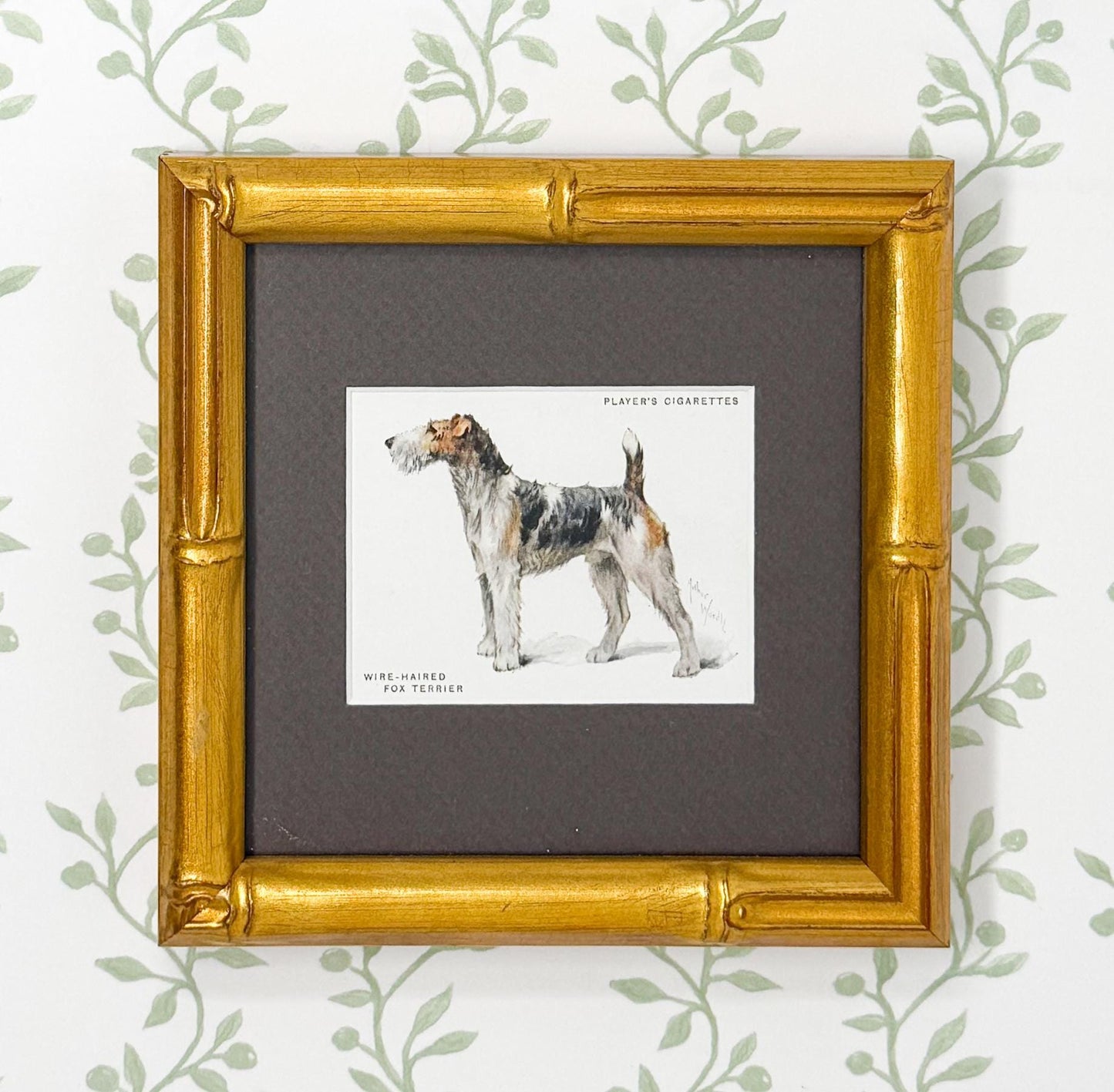 Framed Antique Dog Cigarette Card c. 1933, Fox Terrier (Wire Coated)