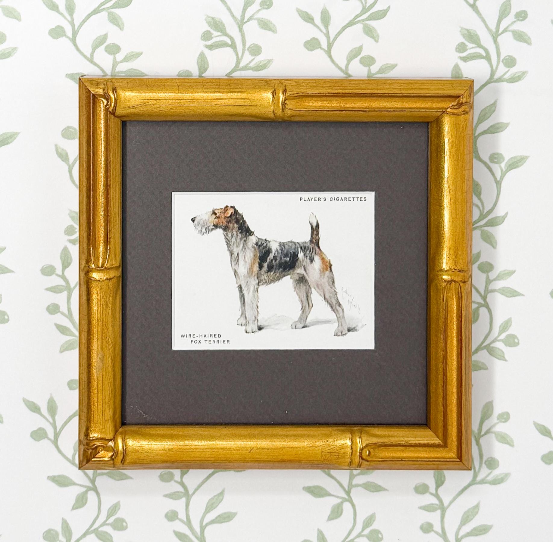 Framed Antique Dog Cigarette Card c. 1933, Fox Terrier (Wire Coated)