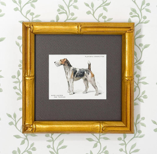 Framed Antique Dog Cigarette Card c. 1933, Fox Terrier (Wire Coated)