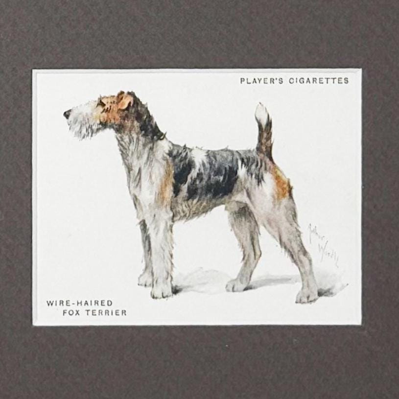 Framed Antique Dog Cigarette Card c. 1933, Fox Terrier (Wire Coated)