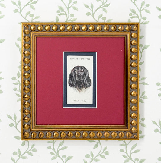 Framed Antique Dog Cigarette Card c. 1929, Cocker Spaniel