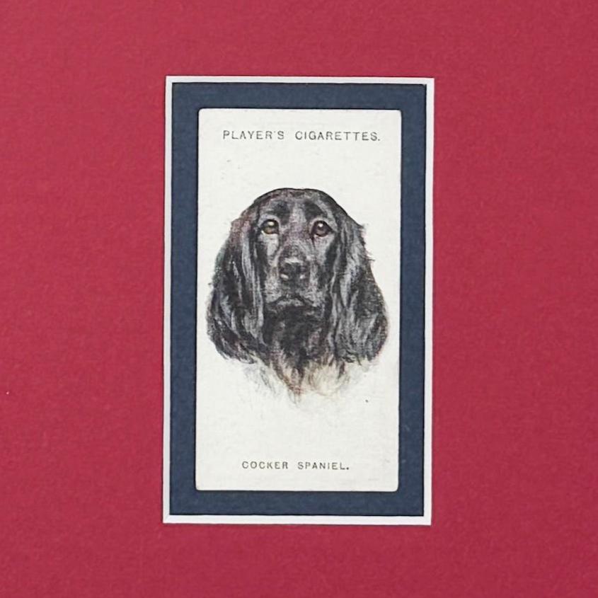 Framed Antique Dog Cigarette Card c. 1929, Cocker Spaniel