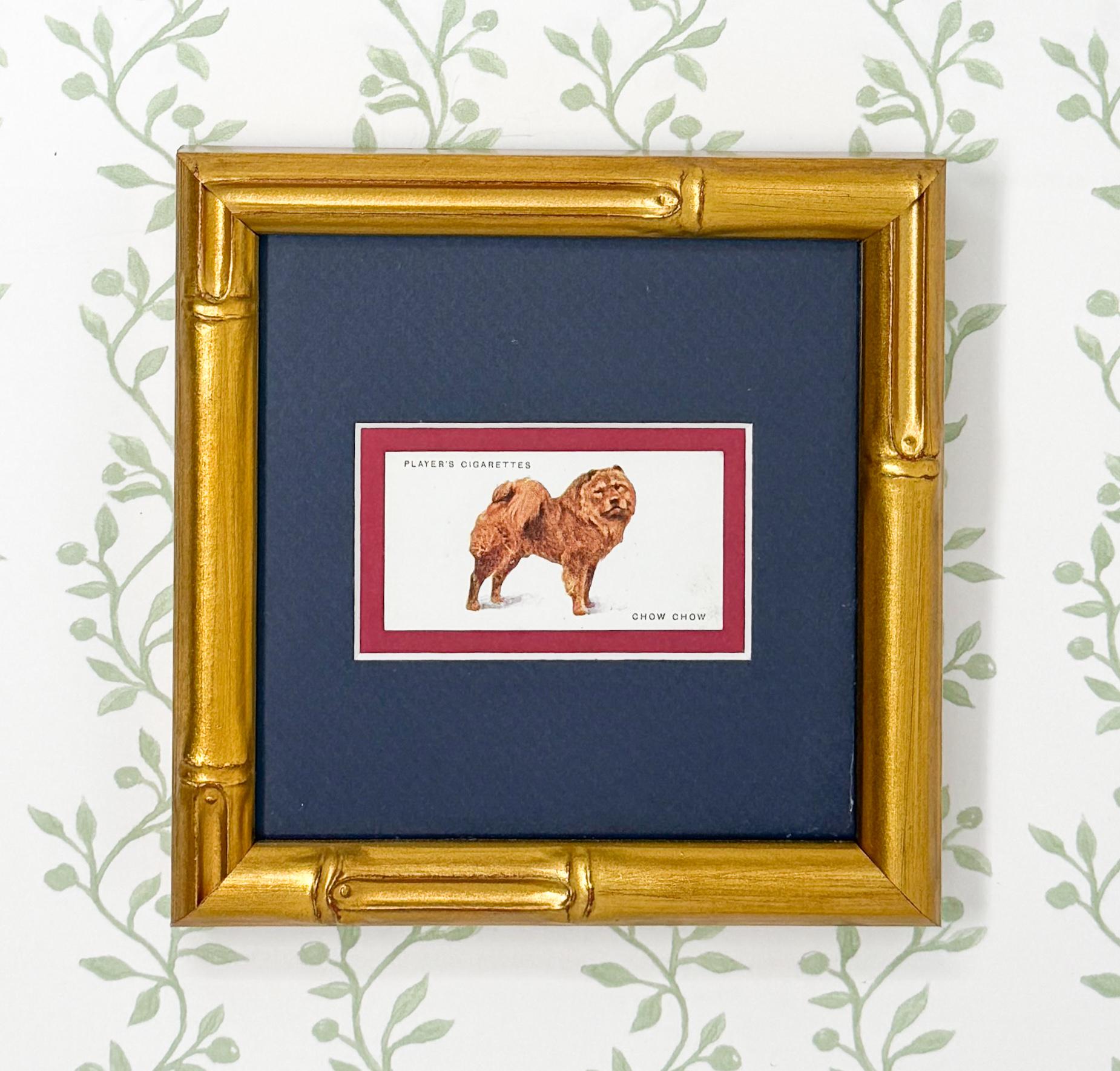 Framed Antique Dog Cigarette Card c. 1929, Chow Chow
