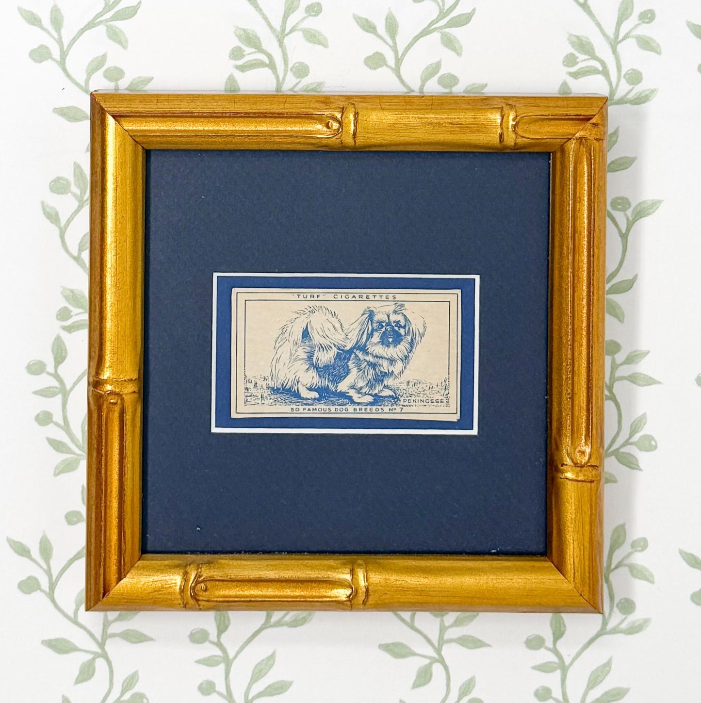 Framed Vintage Dog Cigarette Card c. 1952, Pekingese