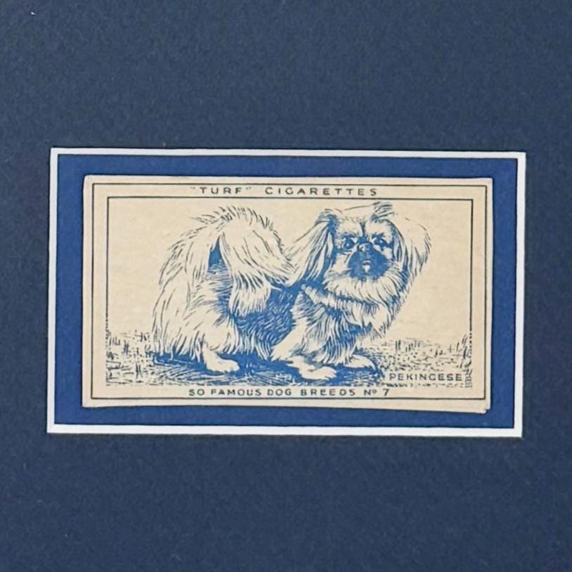 Framed Vintage Dog Cigarette Card c. 1952, Pekingese