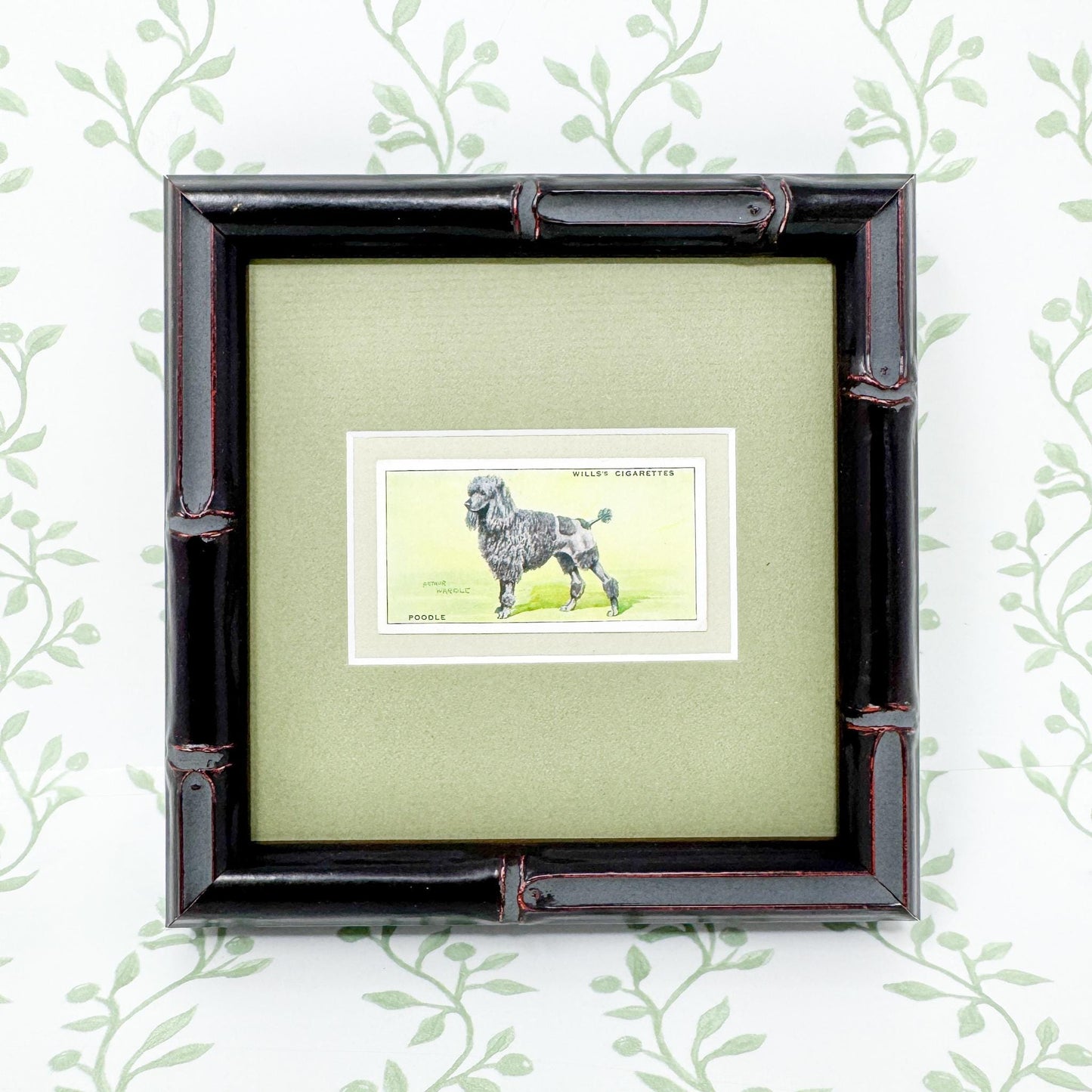Framed Vintage Dog Cigarette Card c. 1937, Poodle