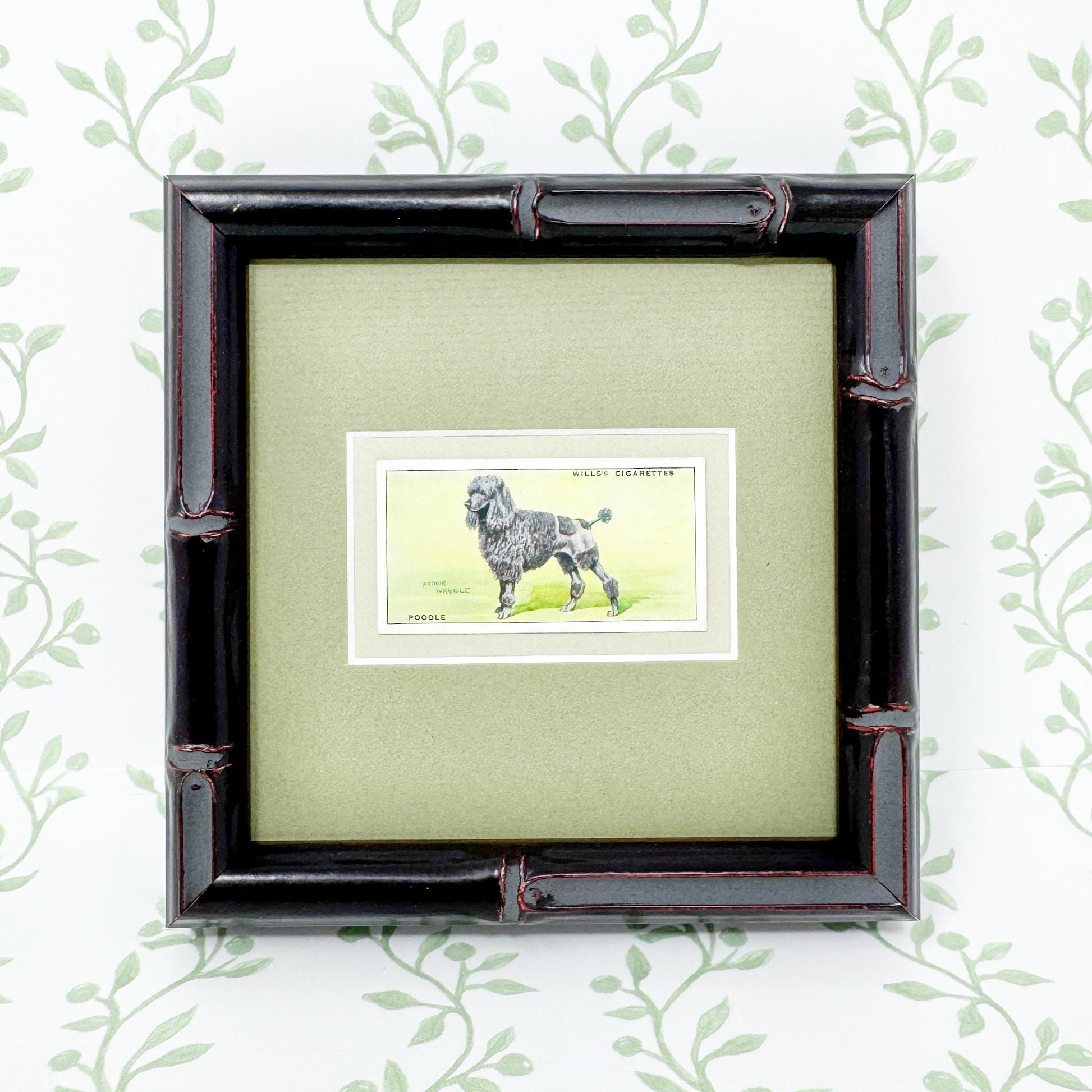 Framed Vintage Dog Cigarette Card c. 1937, Poodle