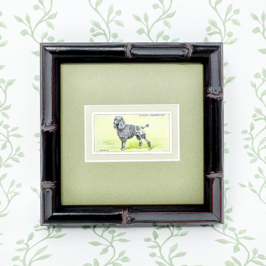 Framed Vintage Dog Cigarette Card c. 1937, Poodle