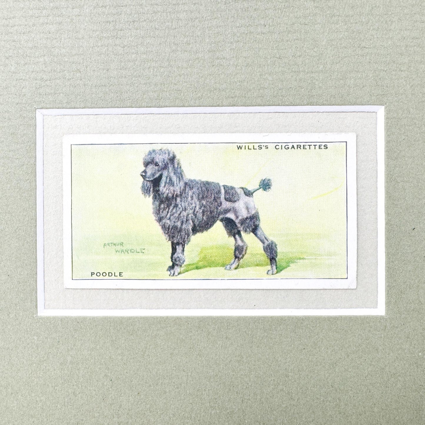 Framed Vintage Dog Cigarette Card c. 1937, Poodle