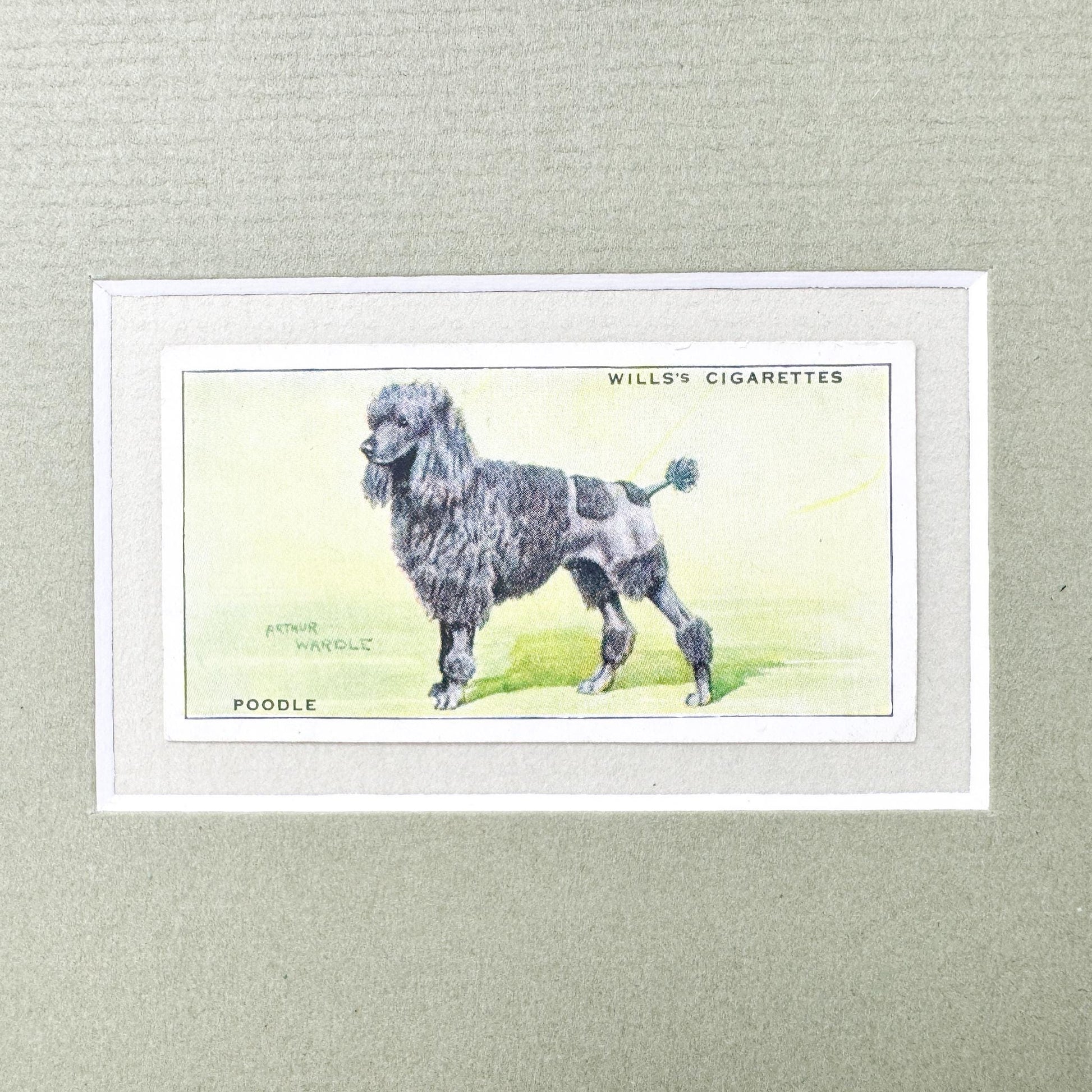 Framed Vintage Dog Cigarette Card c. 1937, Poodle
