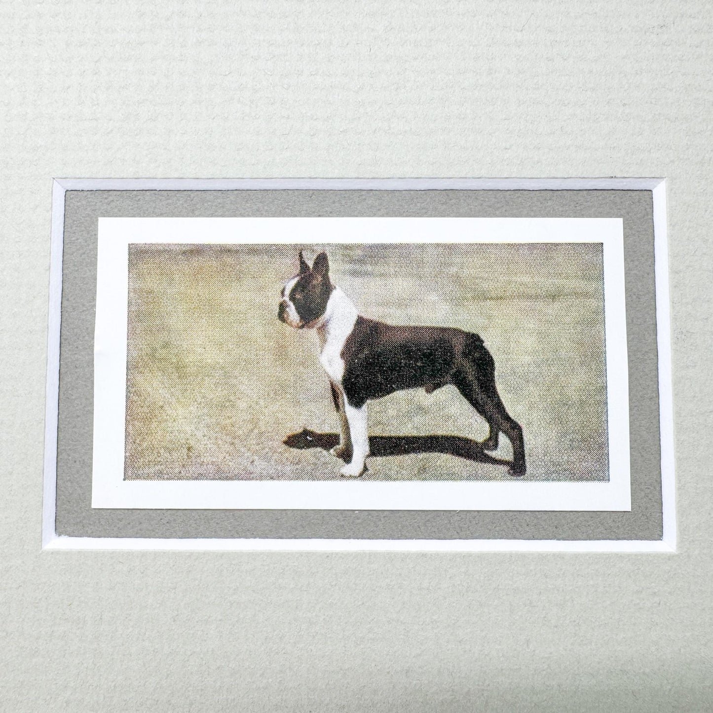 Framed Vintage Dog Cigarette Card, Boston Terrier