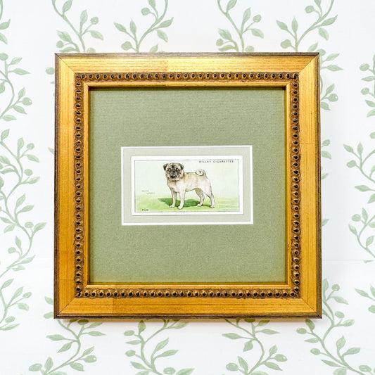 Framed Vintage Dog Cigarette Card c. 1937, Pug