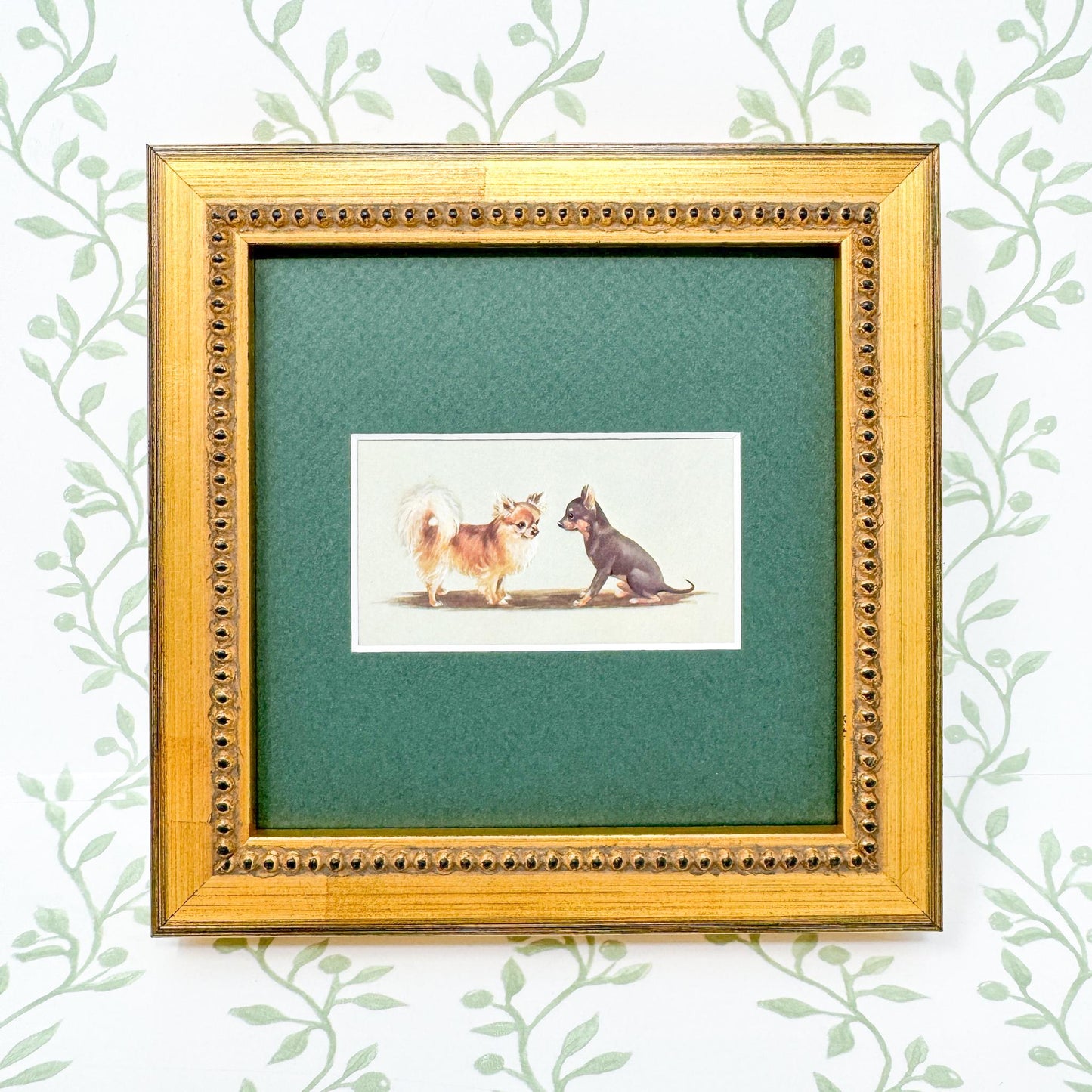 Framed Vintage Dog Cigarette Card c. 1971, Chihuahua