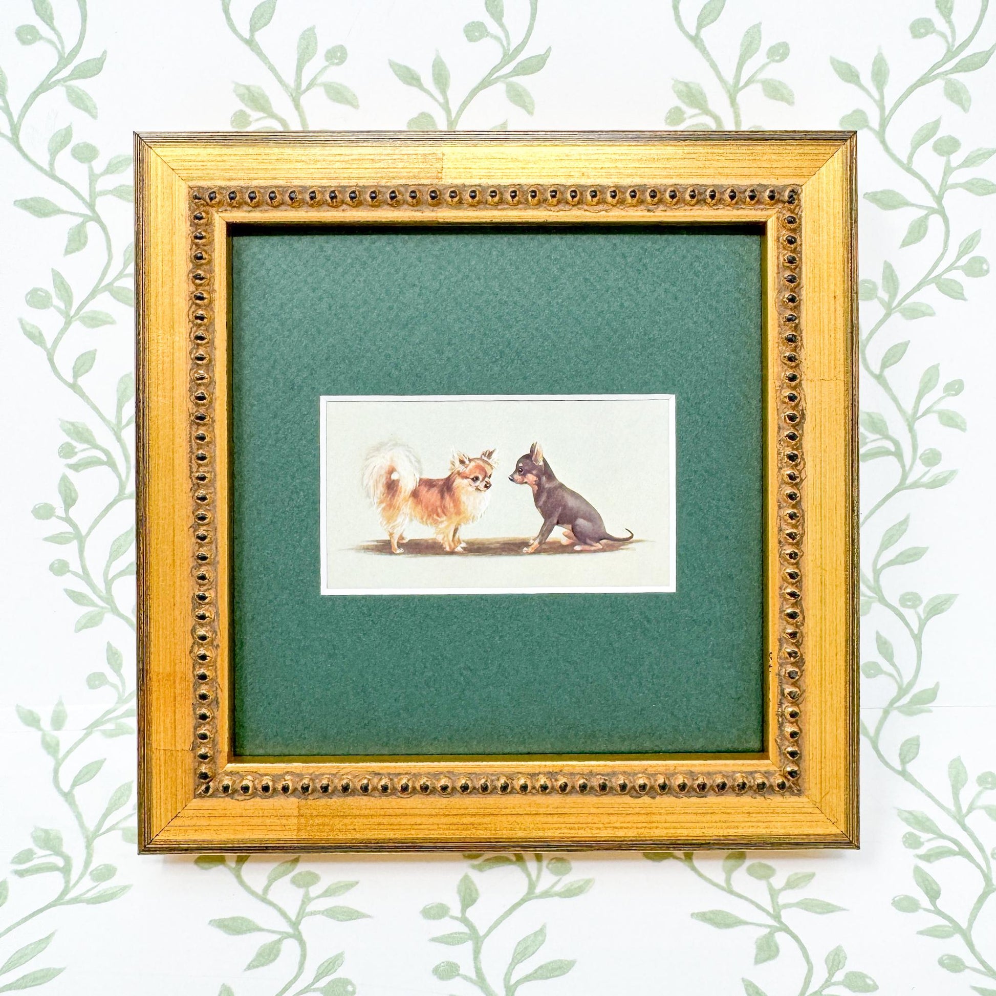 Framed Vintage Dog Cigarette Card c. 1971, Chihuahua
