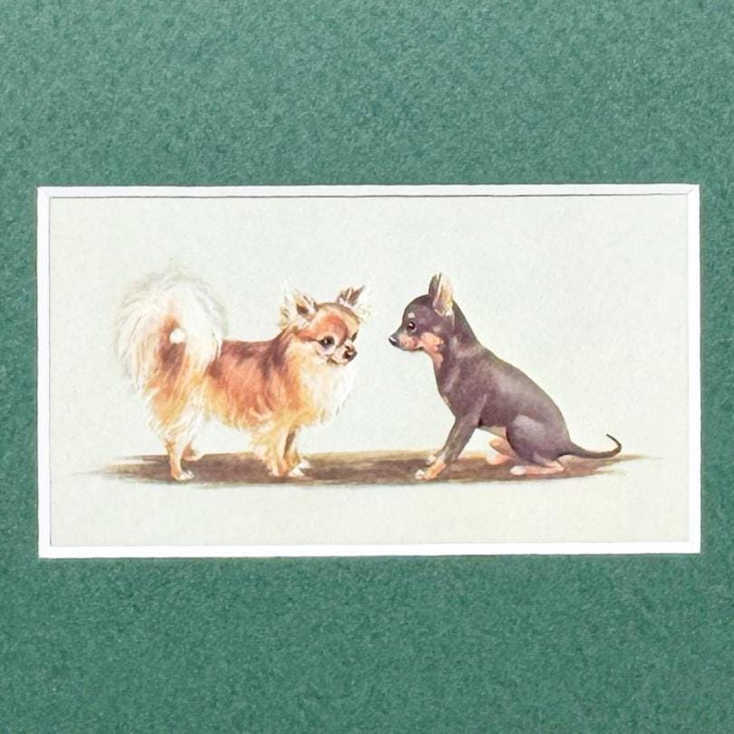 Framed Vintage Dog Cigarette Card c. 1971, Chihuahua