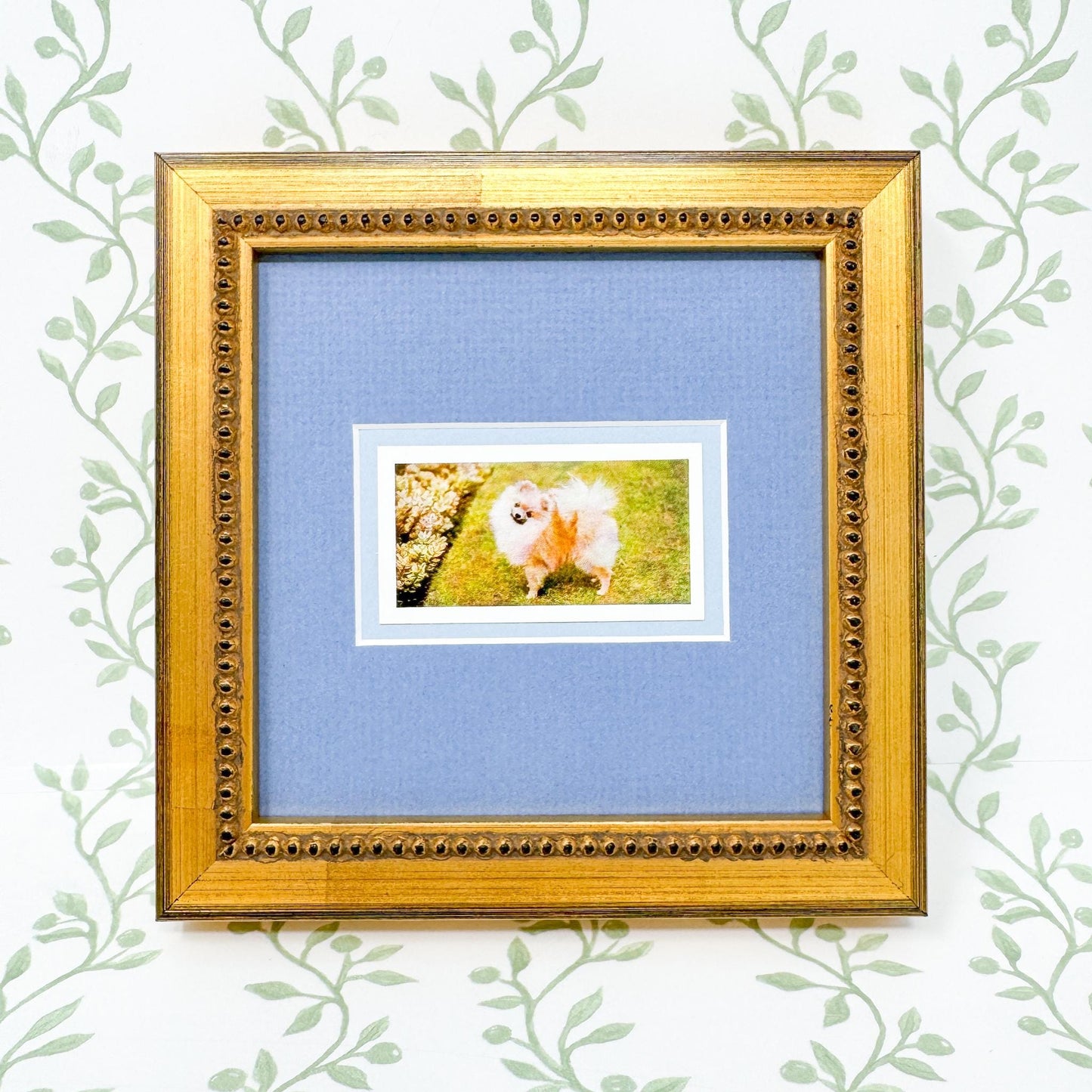 Framed Vintage Dog Cigarette Card, Pomeranian