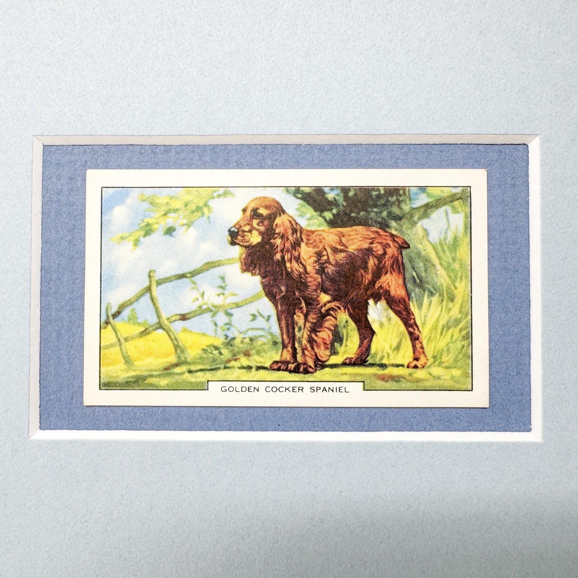 Framed Vintage Dog Cigarette Card c. 1938, Cocker Spaniel