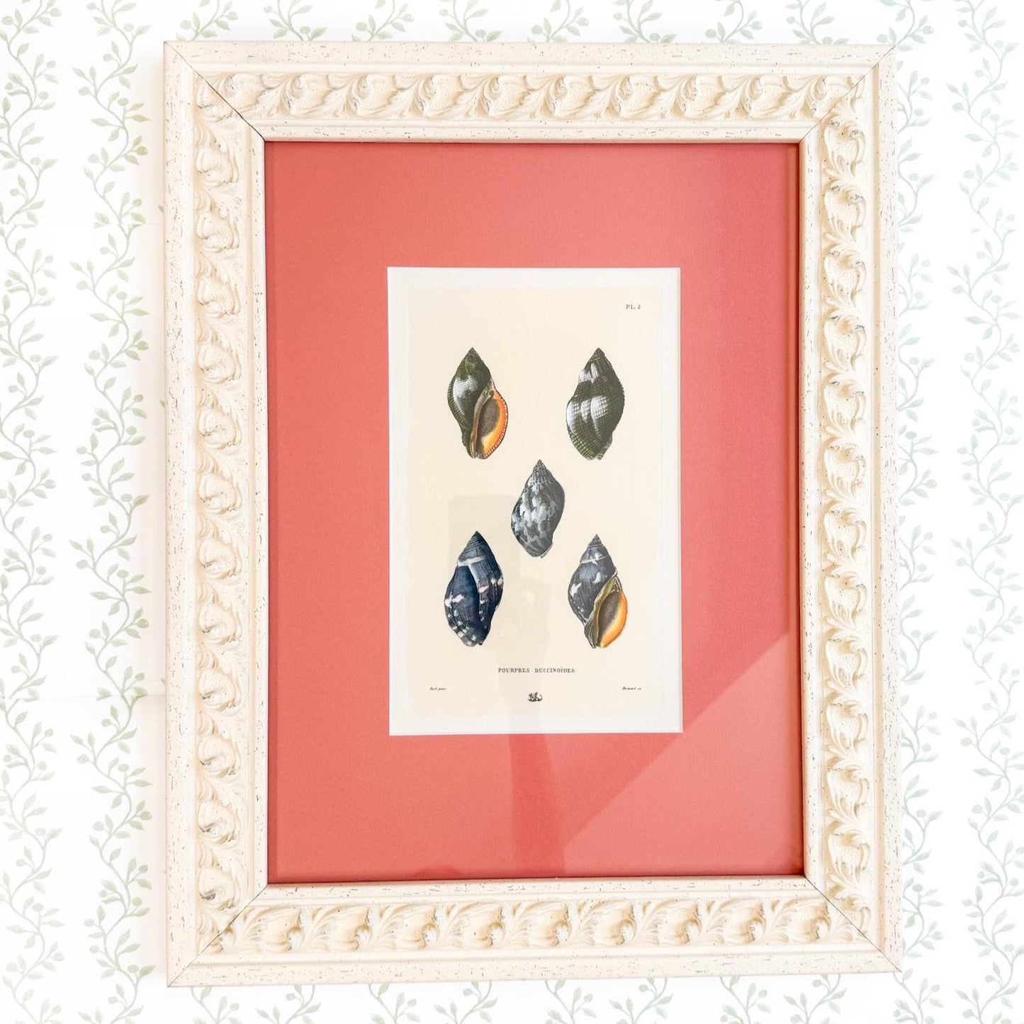 Framed Antique Seashell Lithograph