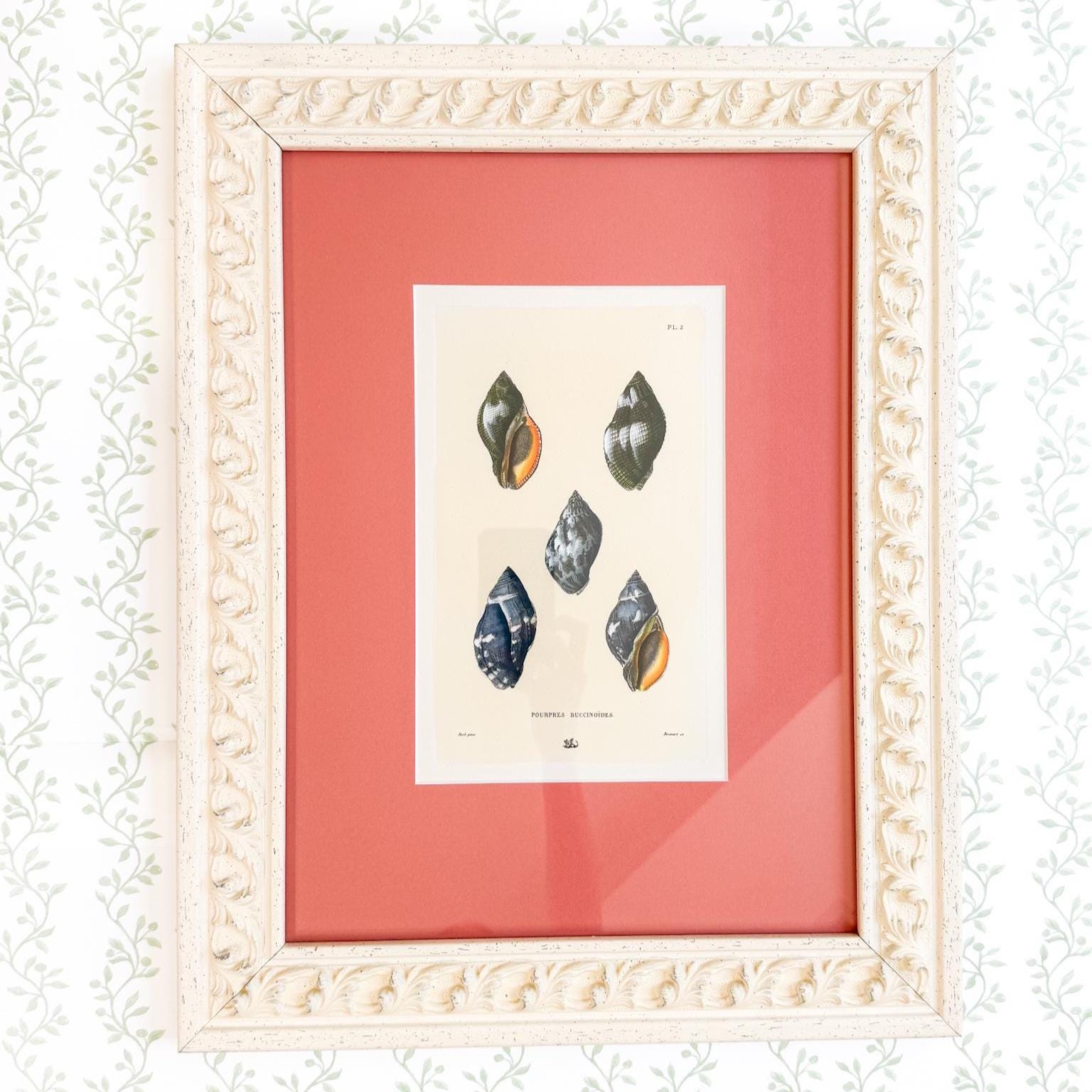 Framed Antique Seashell Lithograph