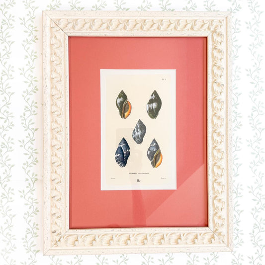 Framed Antique Seashell Lithograph