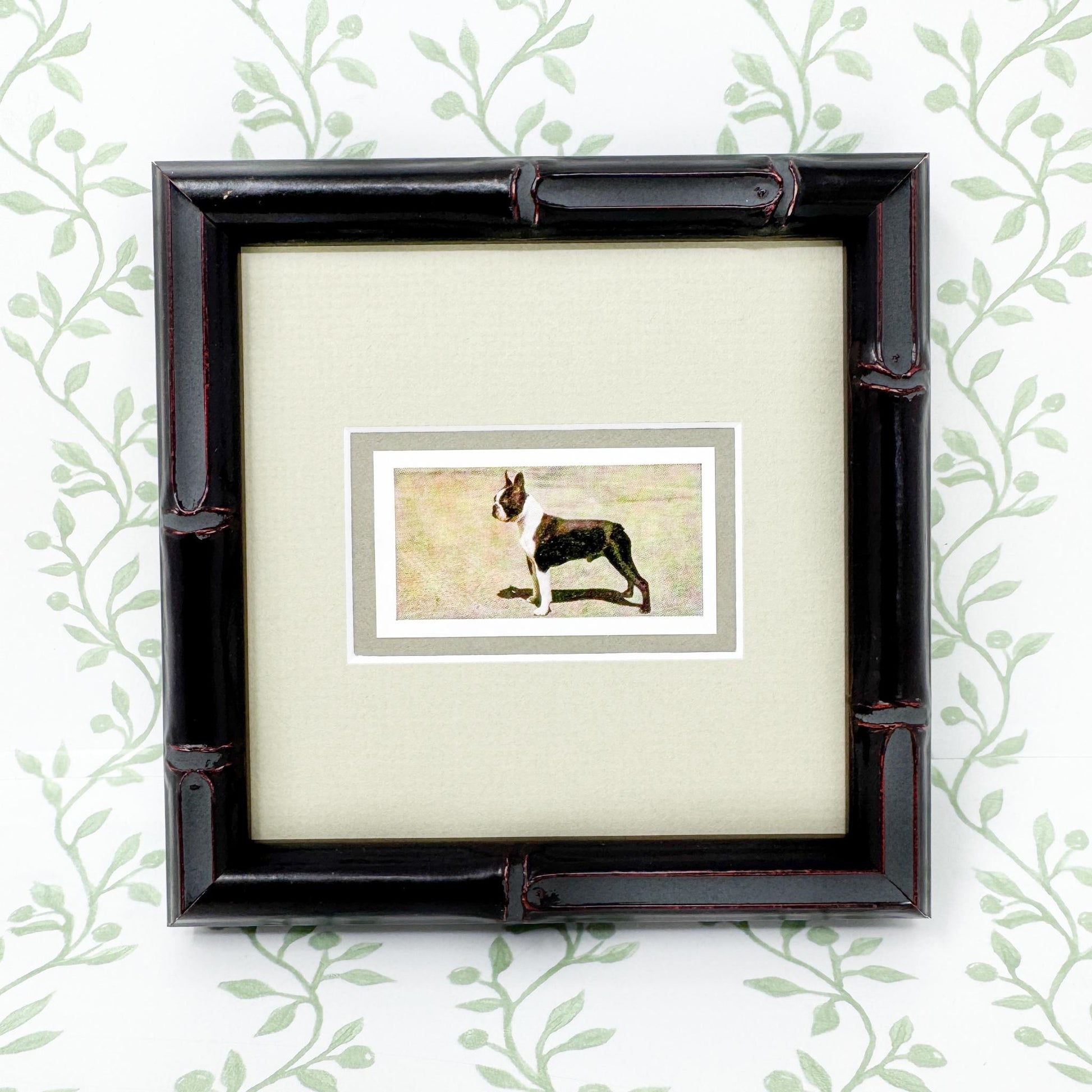 Framed Vintage Dog Cigarette Card, Boston Terrier